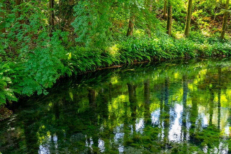 【熊本県】白川水源。