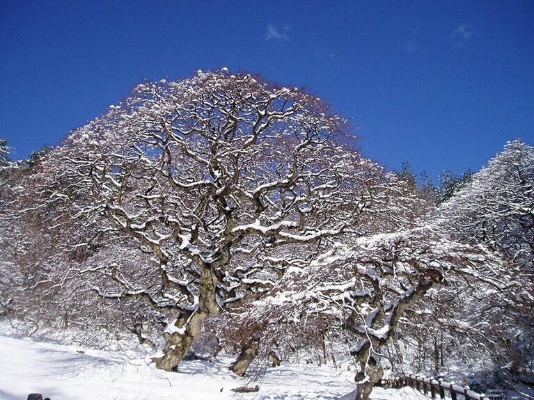 【広島県】雪のテングシデ群落。