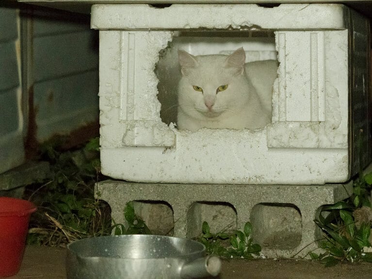 「『ステイホーム』を実施中なのニャ♪ まぁ……今の季節はいつでもだけどニャ！　それにしても……『ウーニャーイーツ』が遅いのニャ!!」