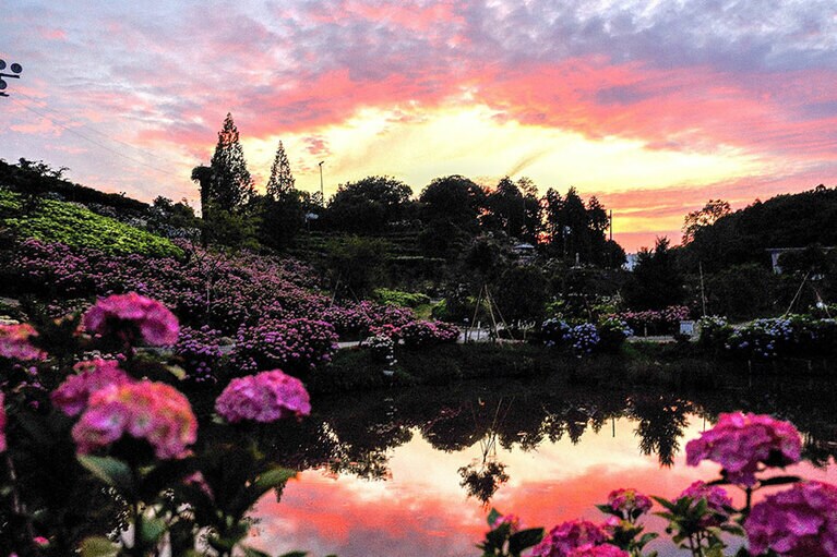 かざはやの里　あじさい（2024年に公開）