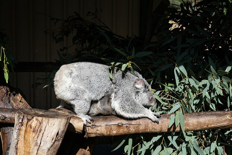 お腹に赤ちゃんがしがみついている。