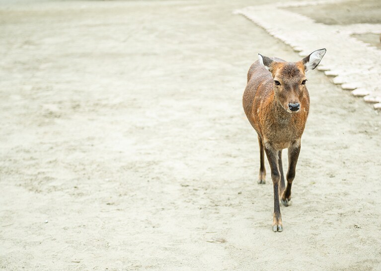 おてんばなシカだが、慣れてくると愛おしくなる。