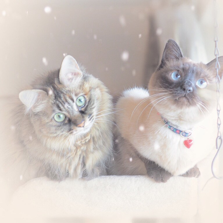 ミコト＆リンネ ♀ 4歳。ふたりとも保護猫出身、子猫のようなミニサイズなので大人になってもキャットタワーのてっぺんで仲良く並んでます♪ 紙吹雪を飛ばしたら首をかしげて不思議そうな顔、まるで雪の中のようでした♡ 追伸：年齢は推定です。
