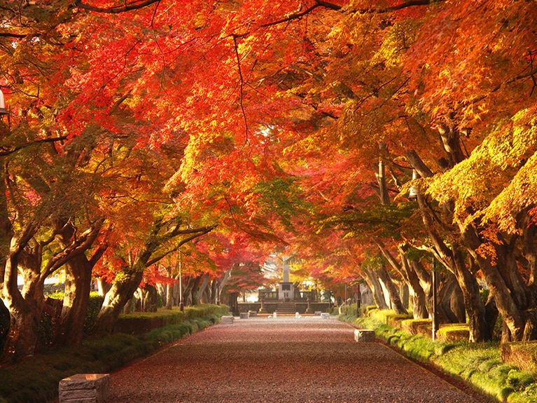 【栃木県】大山参道のモミジ並木。