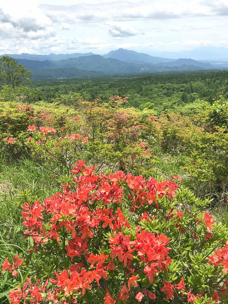 清里高原つつじ祭り・つつじ祭りウオーク。