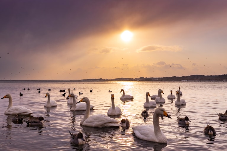 小湊のハクチョウ。
