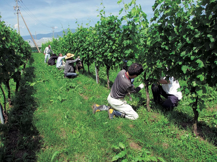 塩尻ワイン大学では、醸造用のぶどうの栽培やワイナリーの設立を目指す人を全国から募り、人材の確保や育成を図っている。