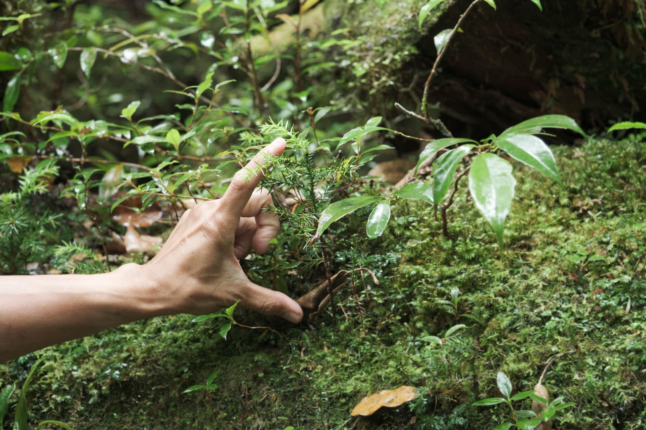 苔があることで木に着生できた木々がいくつも見られる。