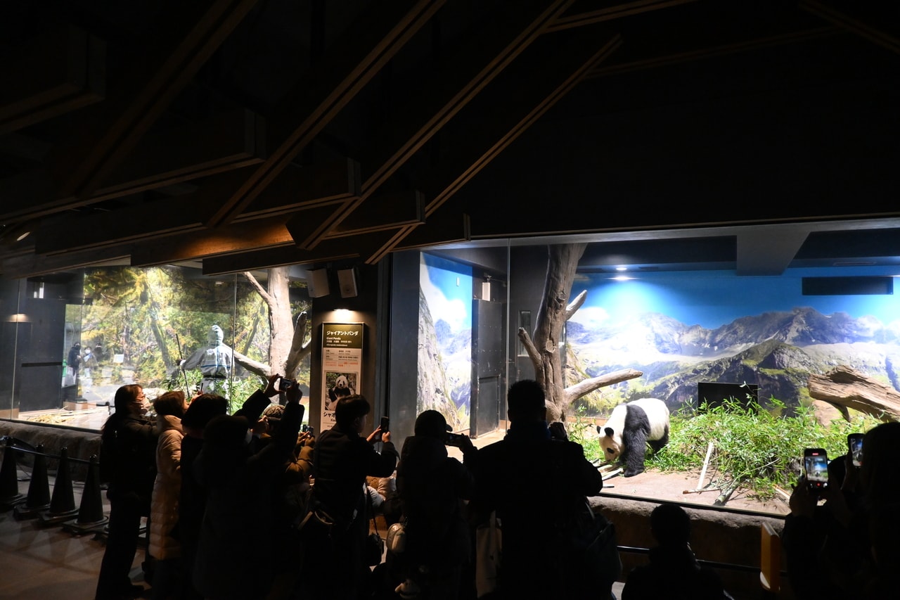 右の部屋に食べ物が用意されたので、左の部屋から移動したシャオシャオ。（2026年1月20日、筆者撮影）