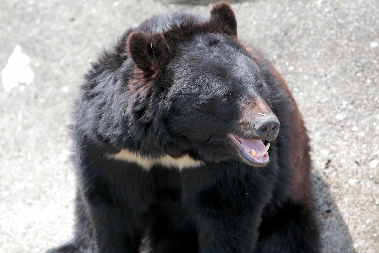 ツキノワグマ。昭和36年ごろ、佐世保市亜熱帯動植物園でヒグマ三頭とツキノワグマ三頭の雑居が始まった。©GYRO_PHOTOGRAPHY／イメージマート