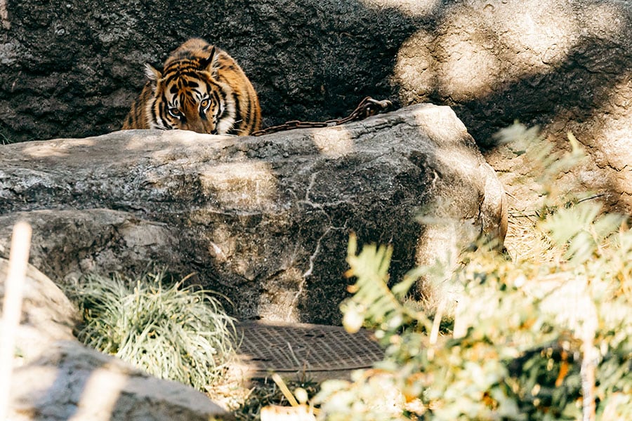 2023年4月に上野動物園で誕生したアサ。