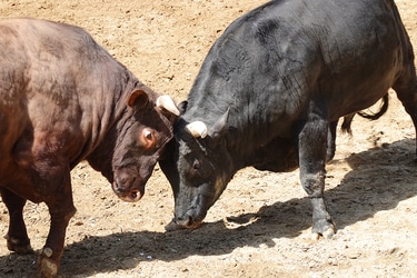 推しのウシこと“推しウシ”が激突！ 巨体がぶつかる「牛の角突き」はほのぼのとした新潟県小千谷の名物 | 白石あづさのパラレル紀行 | 写真 | 16枚目