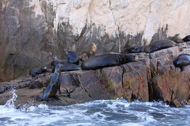 エルアルコの岩場ではアシカのコロニーが。のんびり昼寝中？