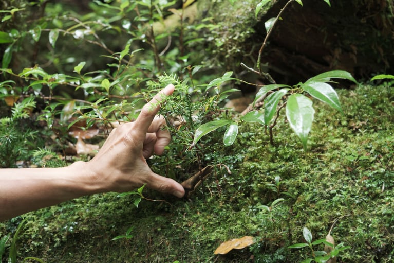 苔があることで木に着生できた木々がいくつも見られる。