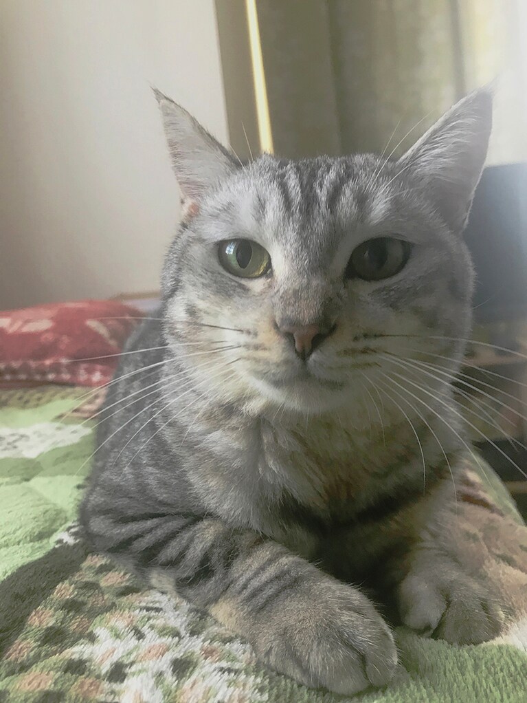 しじま ♀ 4歳。保護猫出身のビビりちゃんですが、飼い始めて2カ月頃、飼い主のベッドで堂々と寛ぐようになってきた頃の写真です。