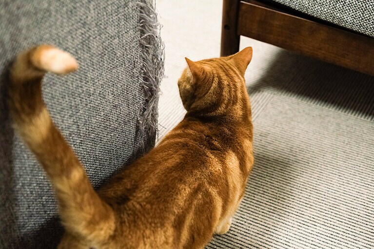 左側が爪とぎ用になったソファ。