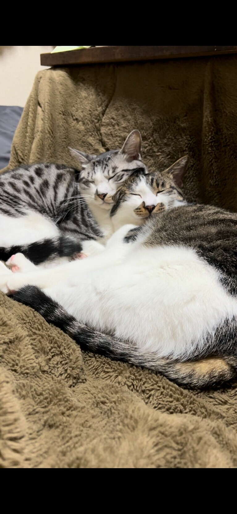 むんたろう ♂ 4歳。まるたろう ♂ 4歳。普段は喧嘩ばかりして一緒にいないのに、寝る時は割と一緒にいます。