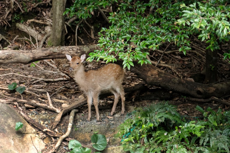 山中で度々遭遇した野生の鹿。