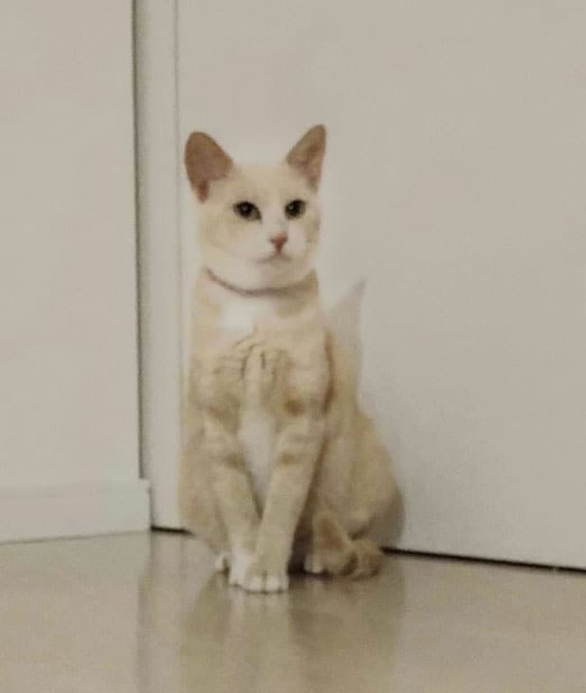 おあげ ♀ 3歳。「保護猫ちゃんですが我が家のプリンセスに成長しました。おあちゃん、我が家に来てくれてありがとう。生まれてきてくれてありがとう」