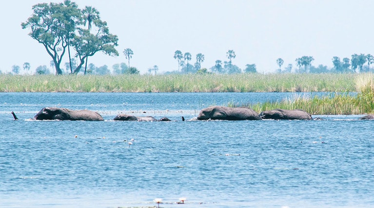 夜は夜で、象とカバのパーティーが開かれ……なかなかの賑やかっぷりで、みんな睡眠不足気味に。