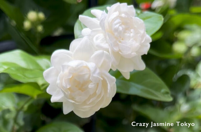 ジャスミンサンバック（薔薇咲き）。