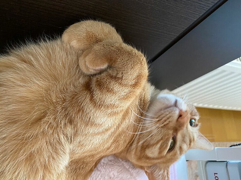 月 オス 3歳。こう見えて、両手の曲げ具合がなかなかむずかしいにゃん（ポッケさん）。