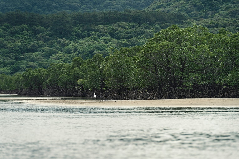 素晴らしい大自然が広がる西表島。