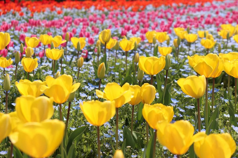 おかやまフォレストパーク ドイツの森のネモフィラとチューリップ。