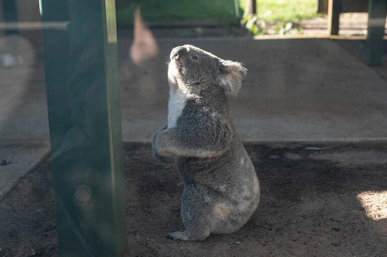 見上げるコアラ。