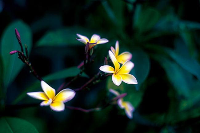 ホテル周辺で出合うプルメリア。