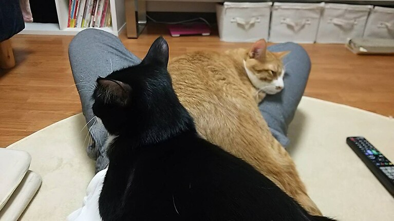 アイパー滝沢さんの膝に乗るマリとハナ。狭そう！