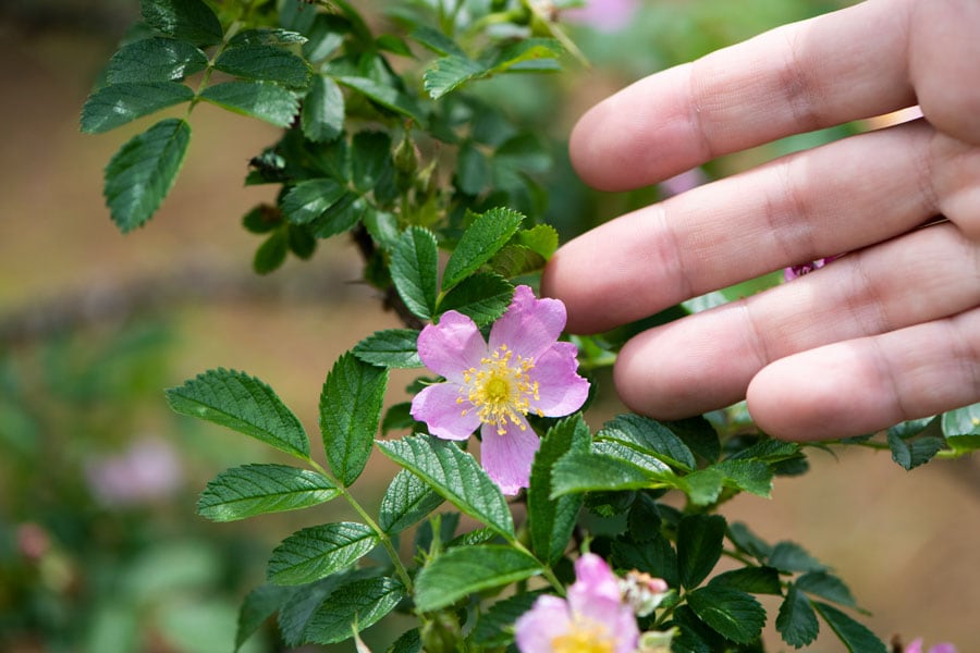ロサ・イワラ：日本原産。白色、淡いピンク色の一重咲き。花弁がすこし縮れたようになり、じょうご状に開きます。