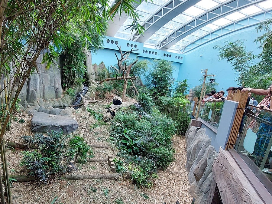リバー・ワンダーズのパンダ館では、一部のエリアを除き、ガラス越しでなくじかにパンダを観覧する。