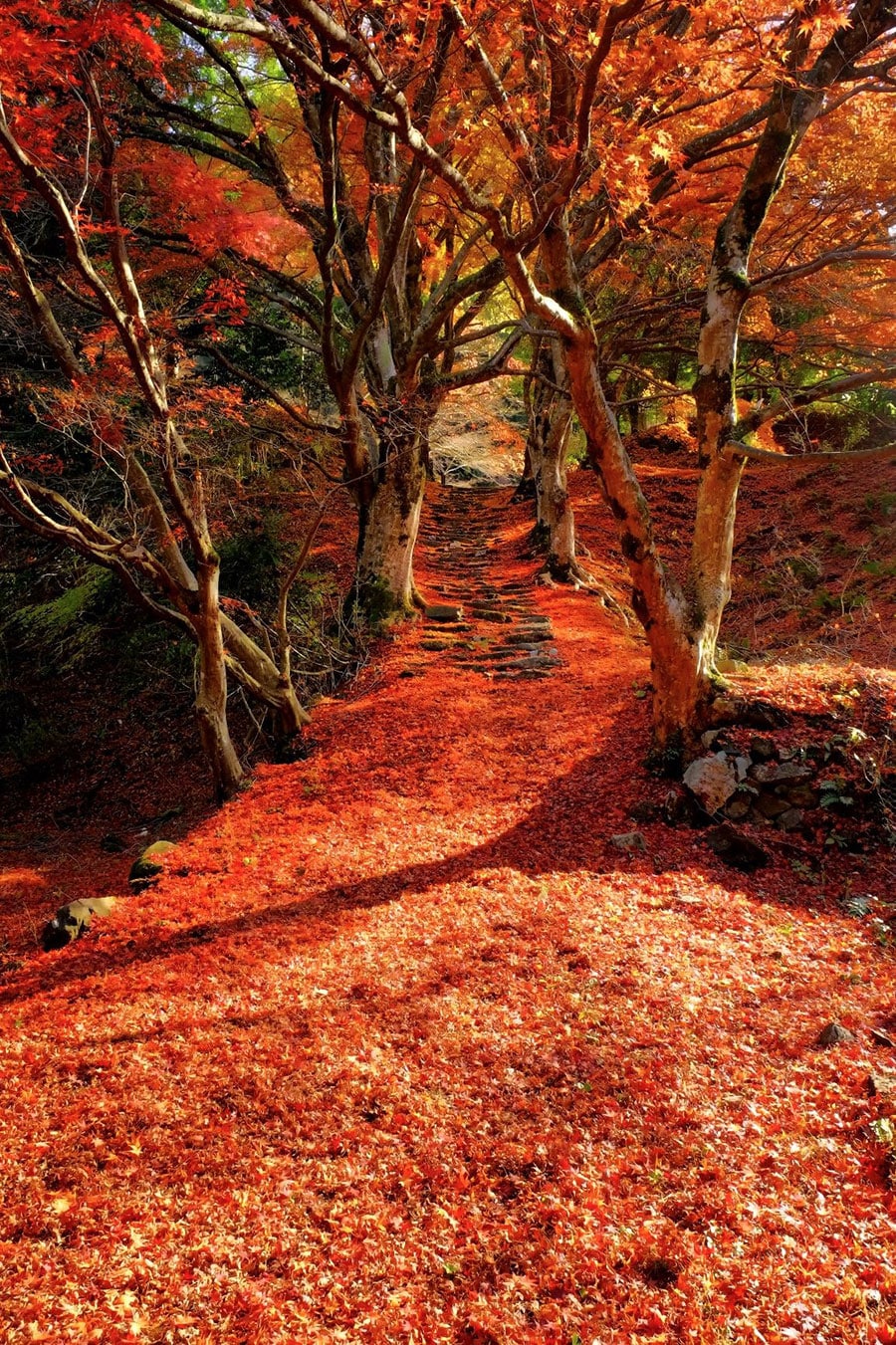 金剛山 清徳寺の紅葉。