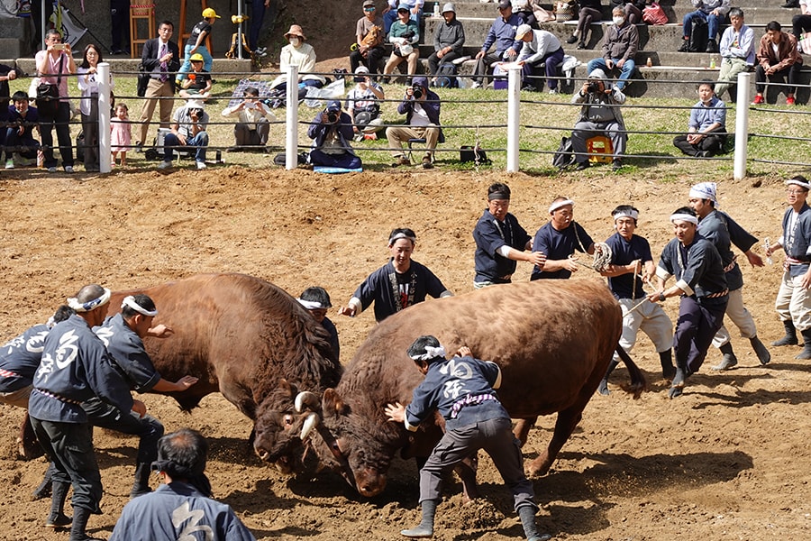 なかなか離れない両牛。横綱の貫禄！