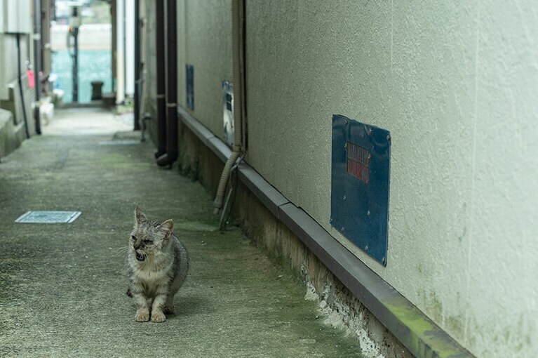 海に出るときに活用されていた「トウヤ」は、民家と民家の間に造られた約90cmの細い道。土地が狭く民家が密集する漁師町ならではの風景。