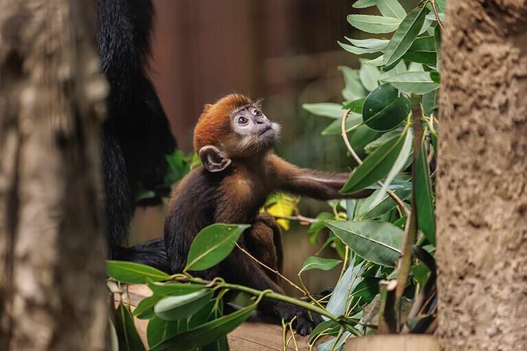 チョコとミント。