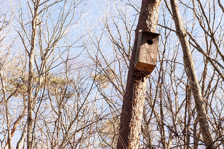 ムササビが多く暮らす、軽井沢野鳥の森。「星のや軽井沢」の敷地内の木々には、ムササビのための巣箱も用意されている。