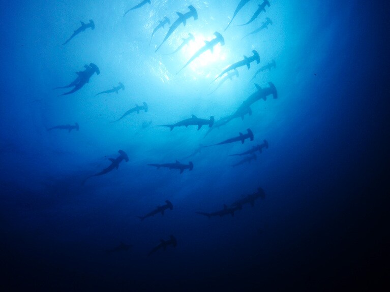 頭上を通り過ぎるハンマーヘッドたち。神秘的な光景です。©海遊社