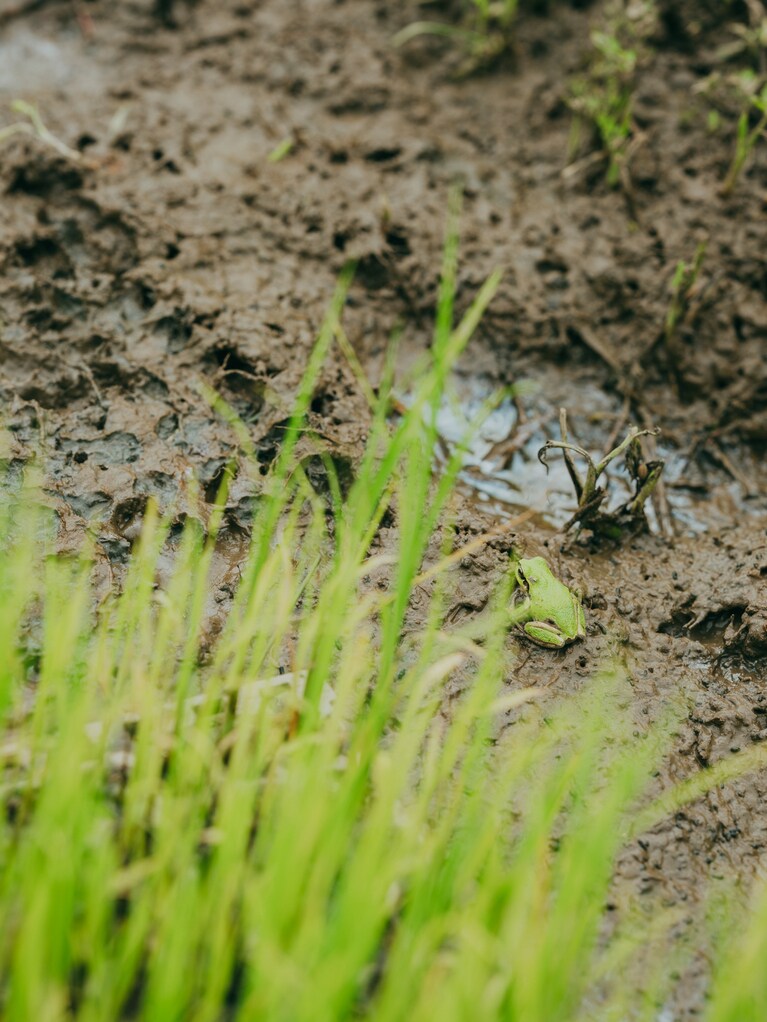 蛙や虫などが賑やかな、自然栽培の田んぼ。（photo：Ayumi Mineoka）