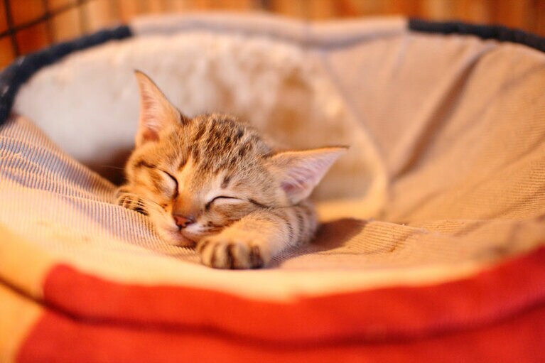 てしま旅館の保護猫たち。