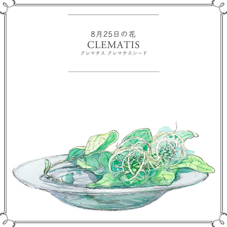 8月25日の花「クレマチス クレマチスシード」