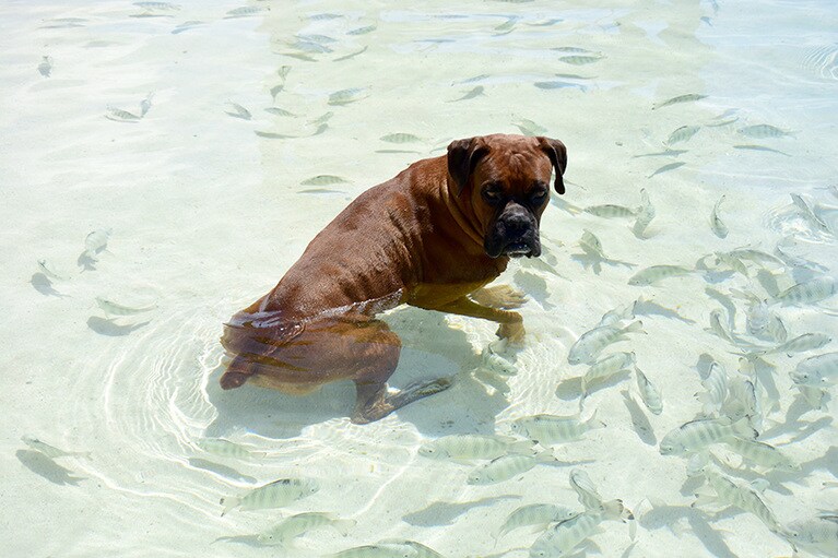 ワンちゃんも浅瀬に浸かって気持ちよさそう。