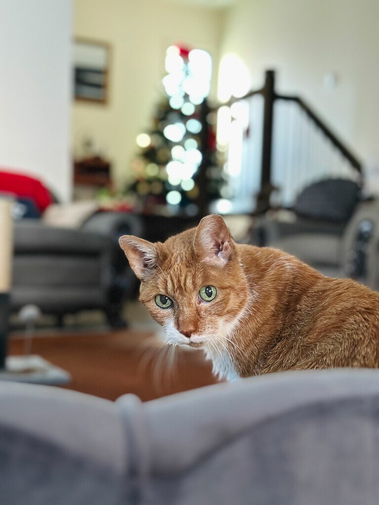 ティーシー ♀ 12～14歳くらい。元飼い主に捨てられて、路上生活をしていたのは昔の話。今では、すっかり家猫ライフをエンジョイしています。（Yukiさん）