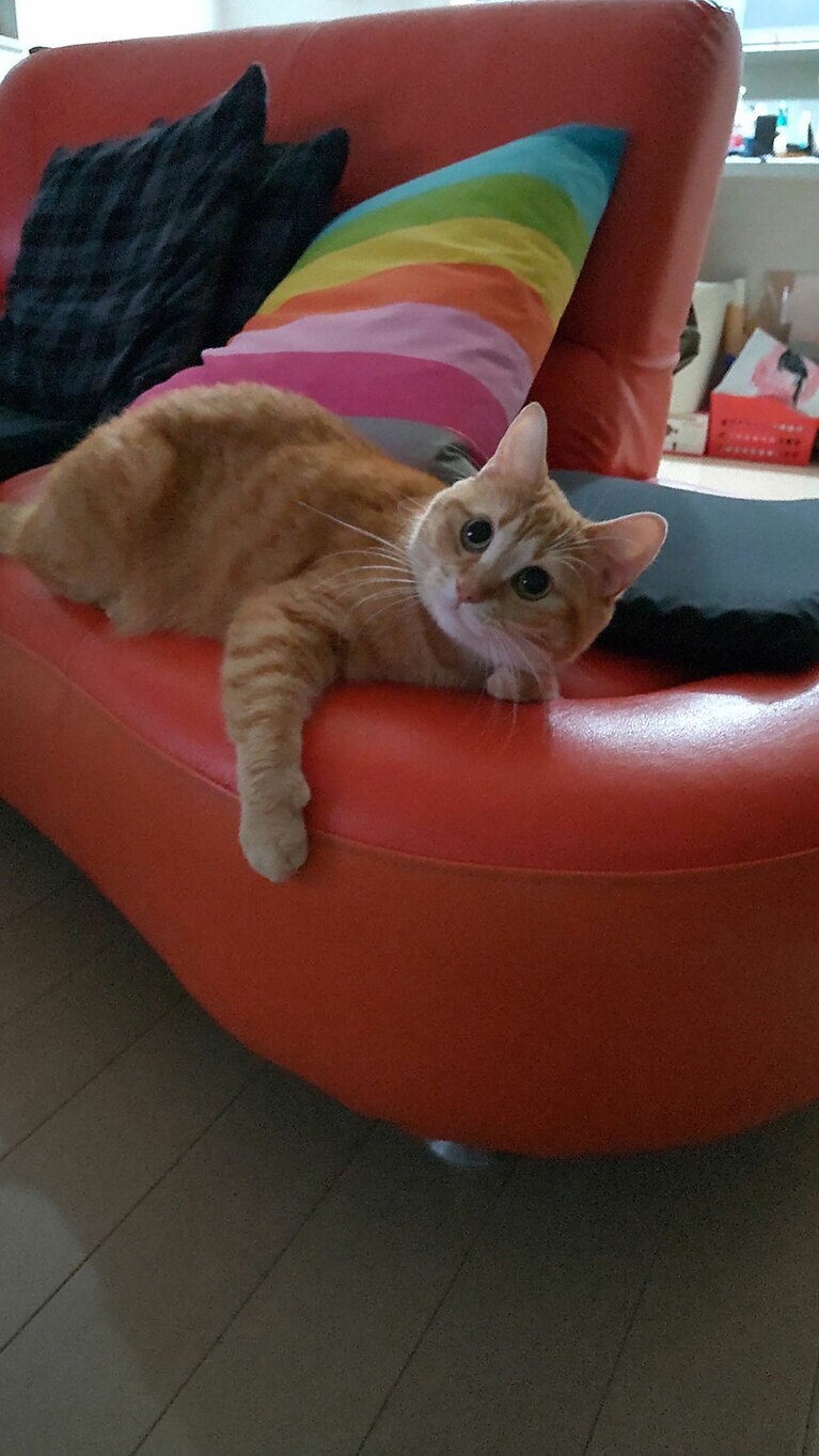 しゃけ ♀ 3歳。自分のことを人間だと思っているお姫様なので、テレビ見ながらソファでくつろいでます！笑