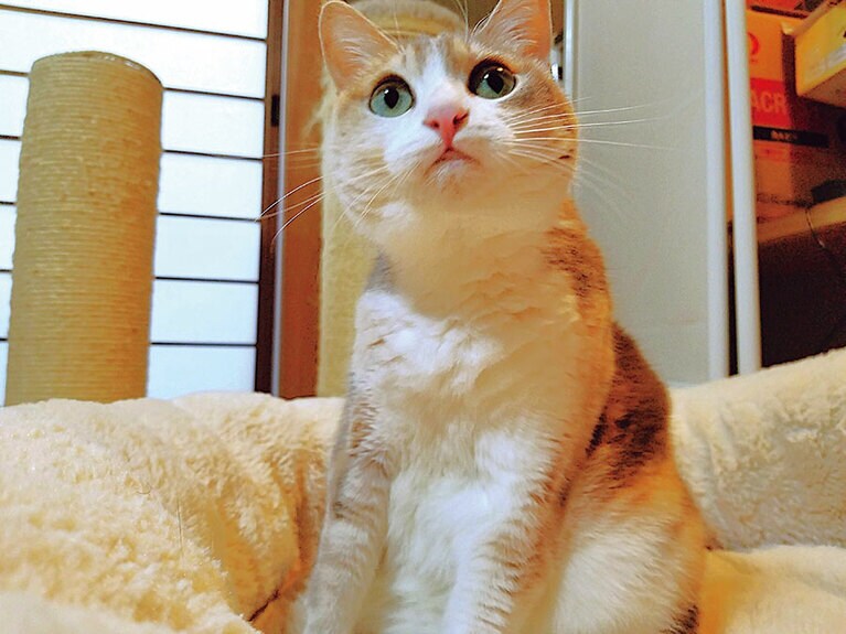 パステル三毛のあずきちゃん。