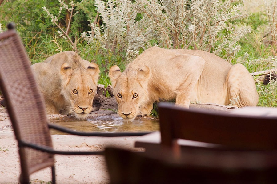メインロッジの前の水飲み場にやって来た2頭の雌ライオン。私たちとの距離、5メートルくらい……。