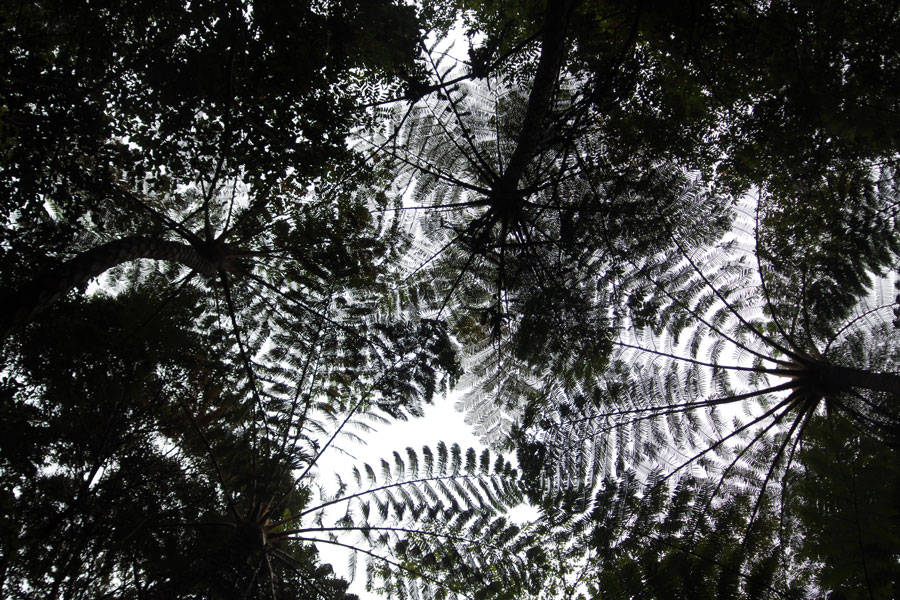 亜熱帯らしい、ヒカゲヘゴの密林。
