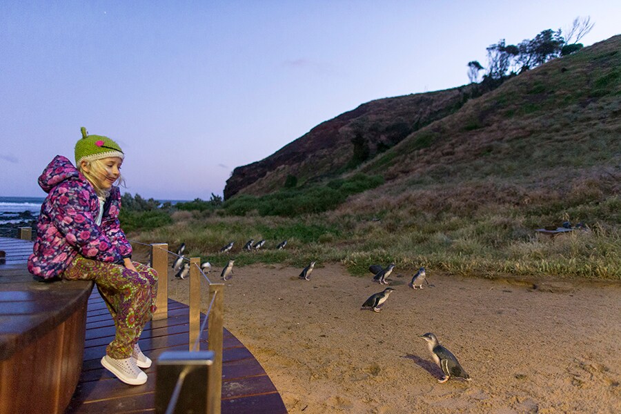 多い日には2000羽が歩くフィリップ島のペンギン・パレード。photo:Phillip Island Nature Park
