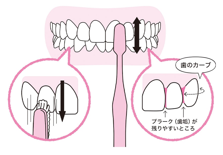 縦磨きも忘れずに！ ©森マサコ